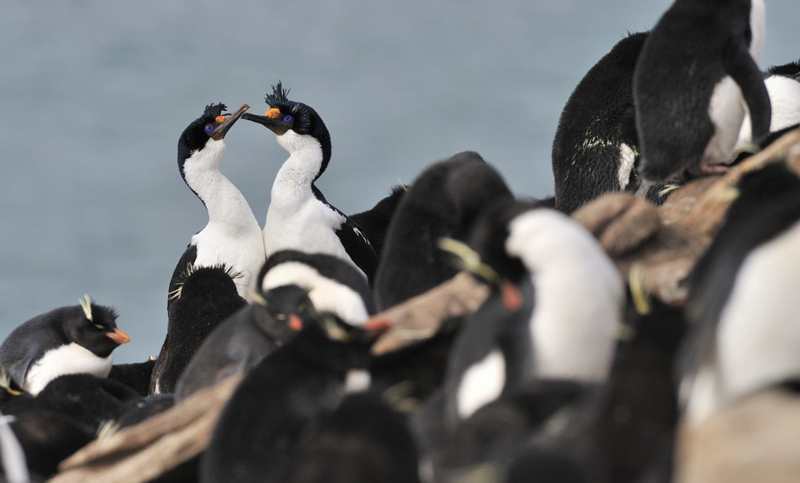 Hallan más de 12 mil cormoranes muertos por gripe aviar en Ciudad del Cabo