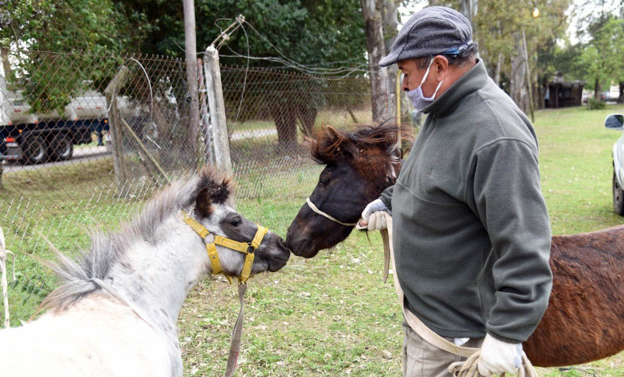 Adoptaron a dos caballos que habían sido rescatados tras sufrir maltrato