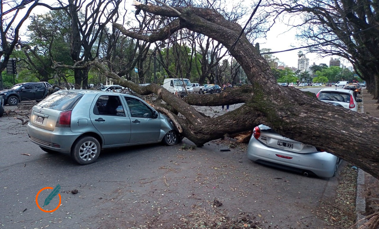 Un árbol cayó sobre dos autos en el Parque Independencia: una pareja resultó herida