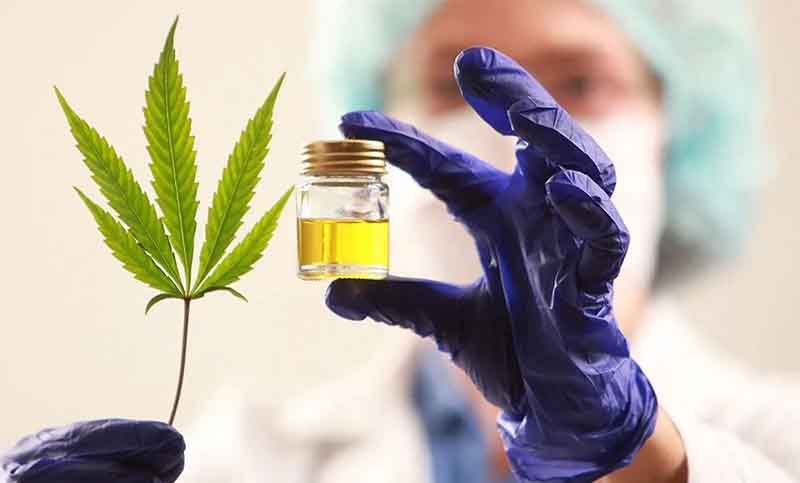 El 75,5% de los usuarios de cannabis medicinal redujo el consumo de fármacos