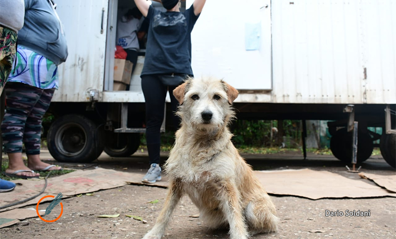 Propatas realizó una nueva Jornada de Esterilización en barrios sin acceso a veterinarios