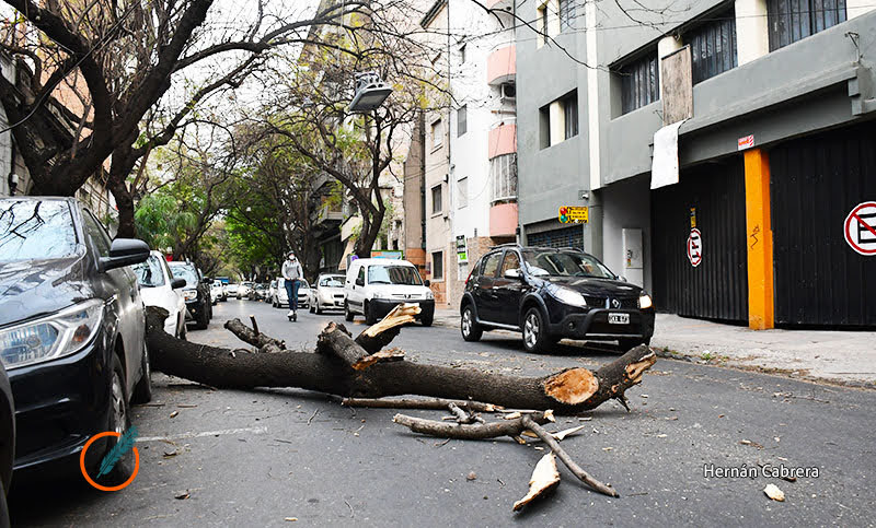 Los fuertes vientos de la madrugada dejaron un saldo de al menos diez árboles caídos