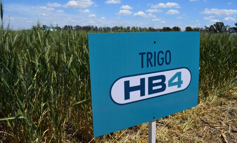 Brasil aprobó el trigo transgénico desarrollado por la compañía argentina Bioceres