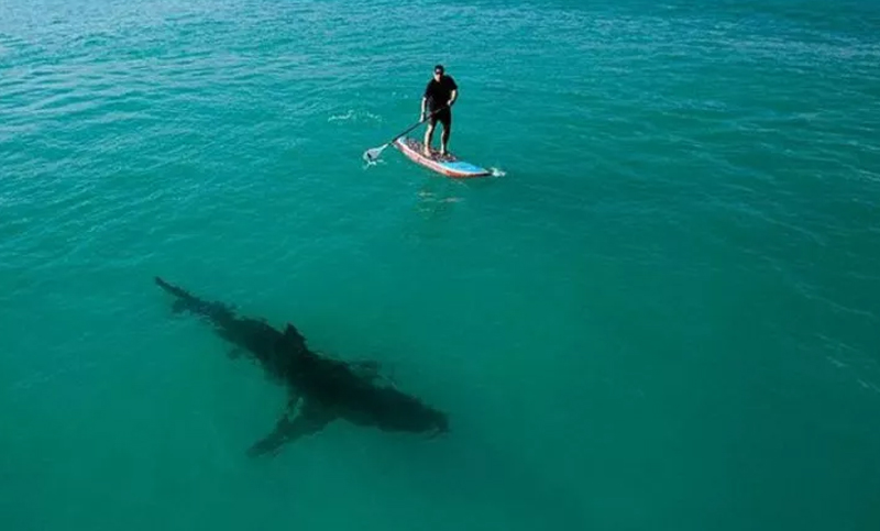Tiburones confunden a los surfistas con sus presas animales por su mala vista