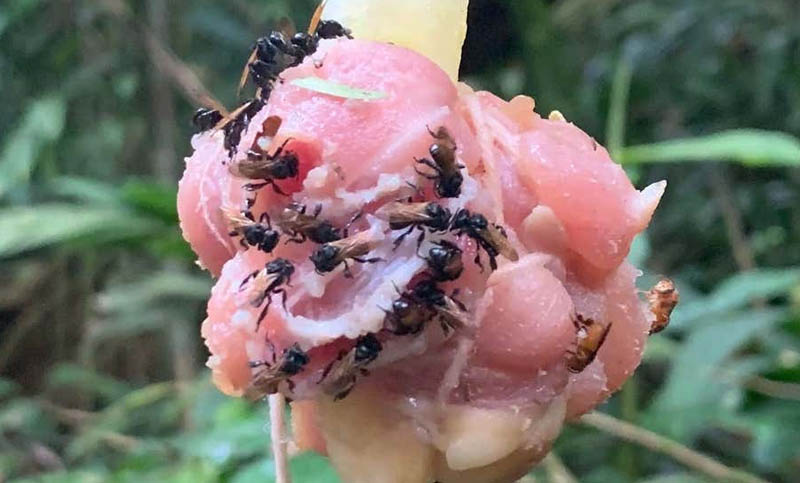 Estas abejas cambiaron el polen por carne podrida