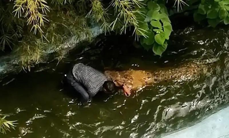 Confundió un cocodrilo real con uno de plástico y le mordió el brazo