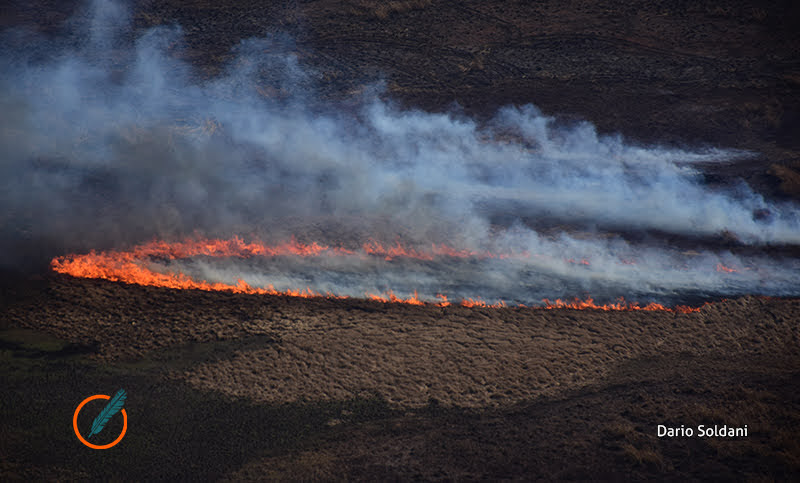 Humedales: una vital investigación explicitó los efectos de los incendios del 2020