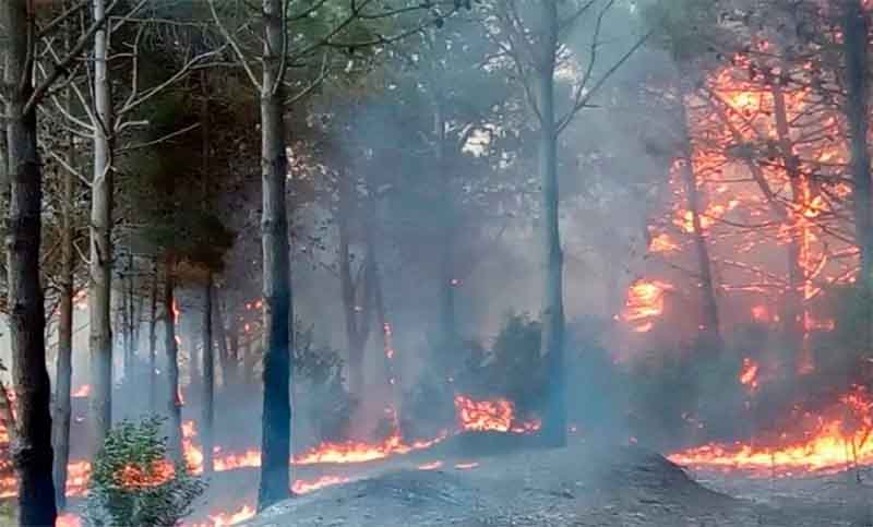 Al menos 40 hectáreas de bosques, afectadas por un incendio en Pinamar