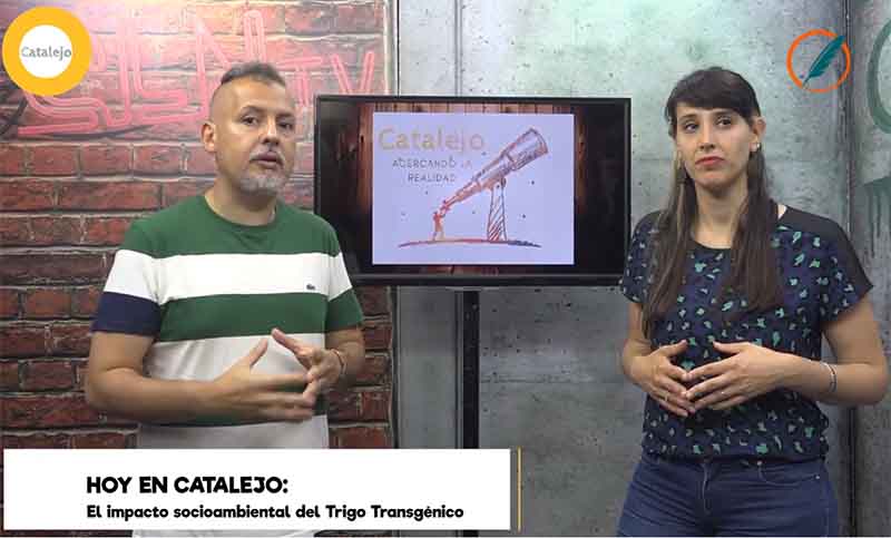 Catalejo TV: el impacto socioambiental del trigo transgénico