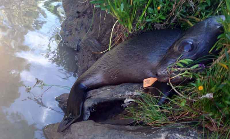 Rescatan un pequeño lobo marino en la costa de Berisso