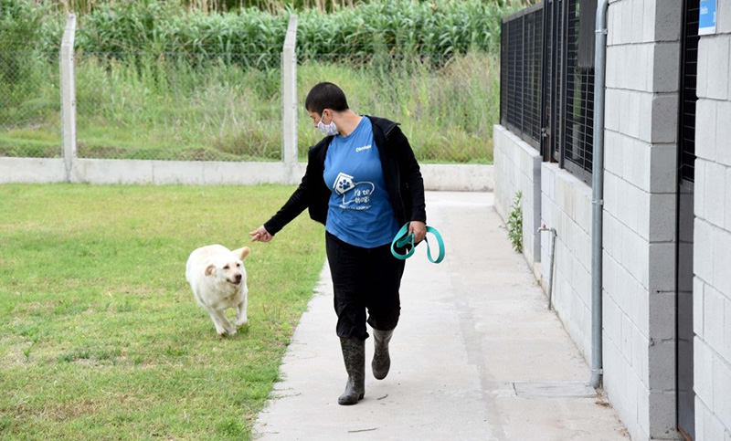 Se inició el traslado de los perros del IMUSA al Centro de Adopción Municipal