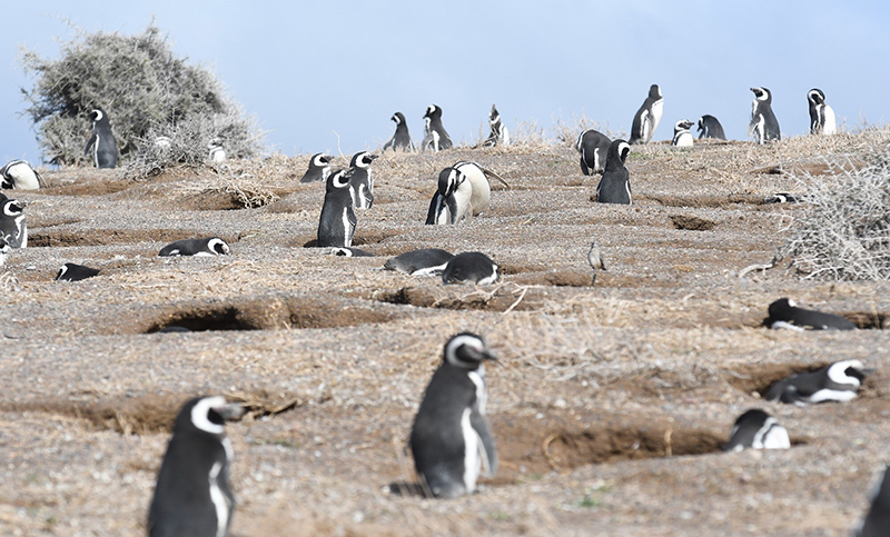 El dueño de un campo mató a cientos de pingüinos en Punta Tombo