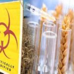 La aprobación del trigo HB4 profundiza distintas problemáticas