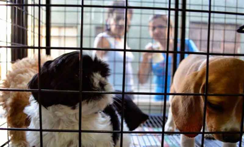 Prohíben en Francia la venta de perros y gatos en las tiendas de animales