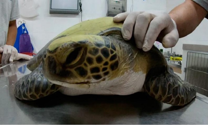 Tortuga rescatada en el mar defecó más de diez tipos de plásticos diferentes