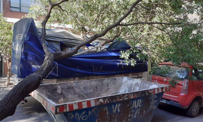 Se cayó un árbol sobre un utilitario y surgió la polémica por el estado de las plantas