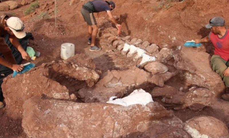Descubren restos de gliptodontes de una especie de la que no se tenía registro
