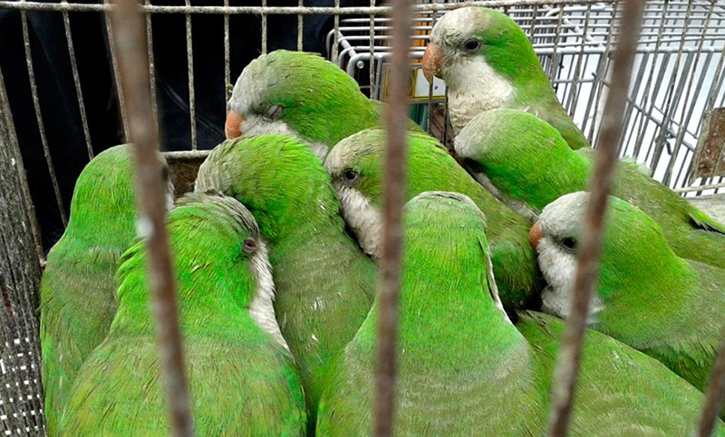 Entregan más de 800 loros que vivían hacinados en una habitación