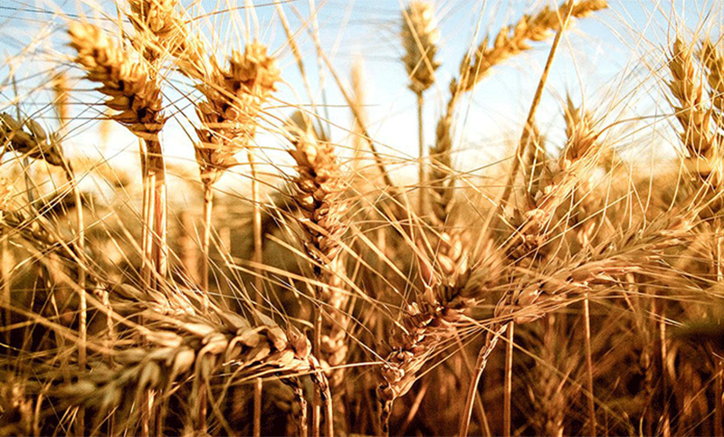 Trigo: por qué productores alcanzaron «la mayor producción de su historia»
