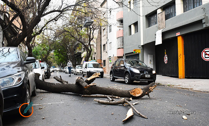 Temporal en la ciudad: árboles caídos, voladura de objetos y cables cortados