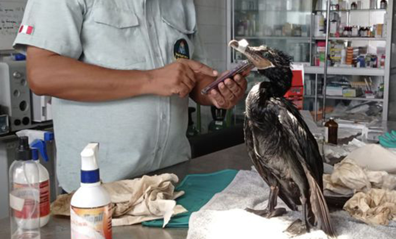 Un zoológico atiende a aves marinas rescatadas de un derrame de petróleo en Perú