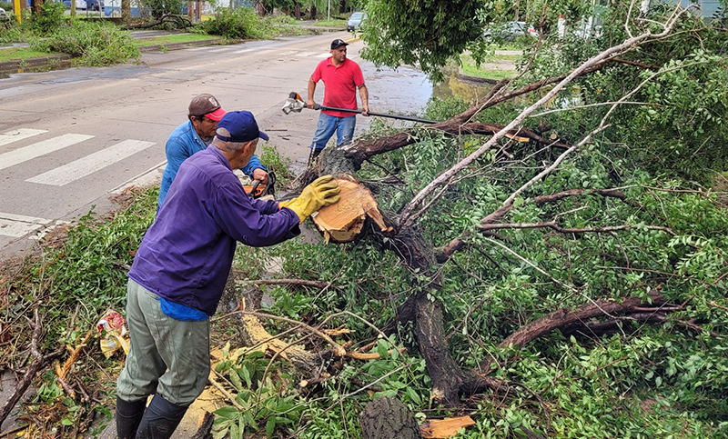 La tormenta en San Lorenzo provocó caída de árboles y cables: hay familias evacuadas