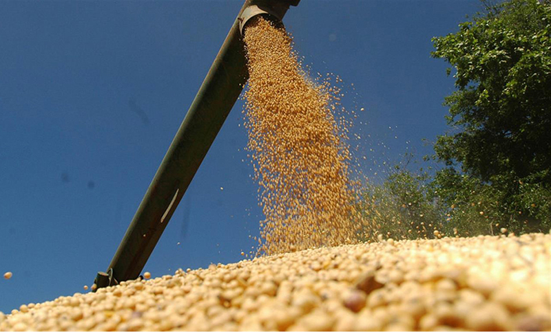 Caída internacional de la bolsa afectó a Argentina, cuya soja bajó casi un 7%