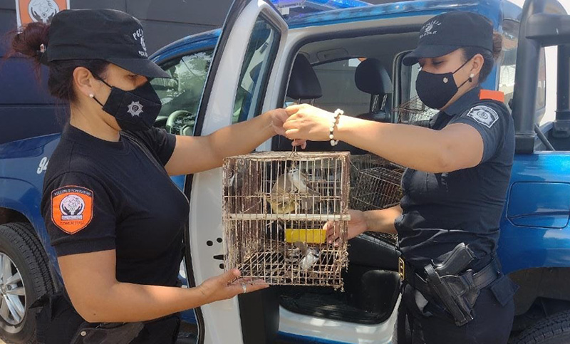 Rescataron a 33 aves que estaban a la venta en una forrajería en Villa Amelia