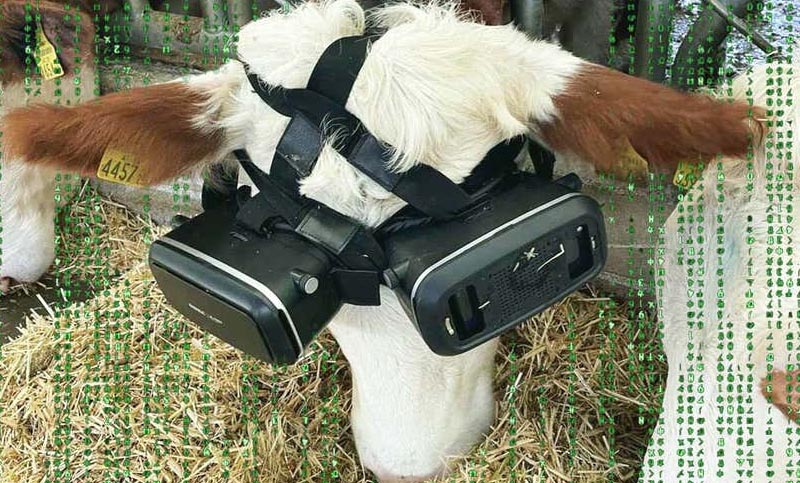 Colocan cascos de realidad virtual a vacas para que produzcan más leche