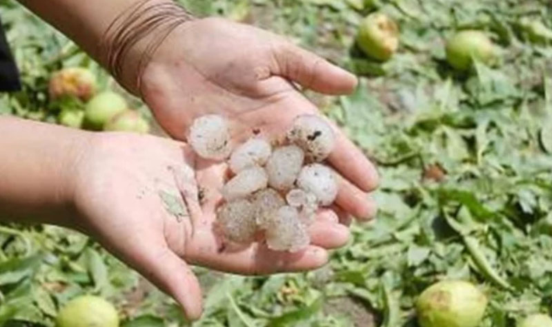 El Consejo Agroindustrial pide un seguro agrario por el cambio climático