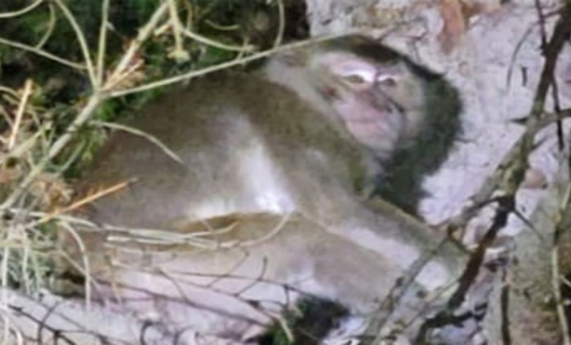 Estados Unidos: cuatro monos escaparon tras el choque de una camioneta que llevaba 100 ejemplares