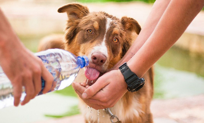 Como evitar que las mascotas tengan golpes de calor