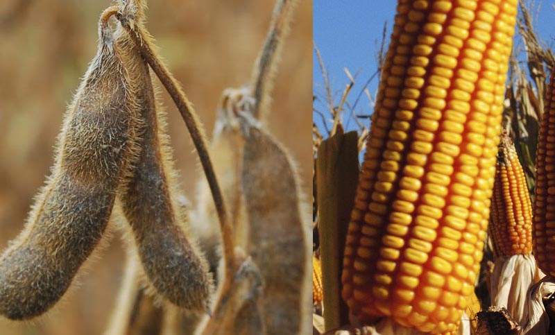 Los cultivos de soja y maíz sufren las altas temperaturas y las sequías