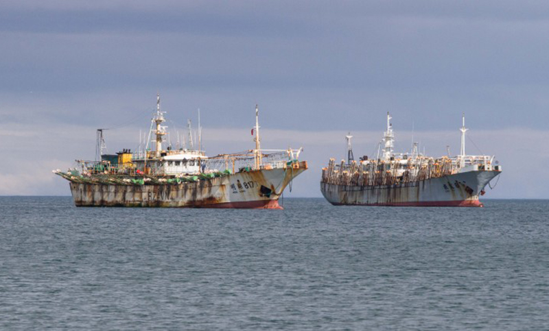 El gobierno ilegal de Malvinas negocia con pesqueras asiáticas por el calamar Illex en sus aguas adyacentes