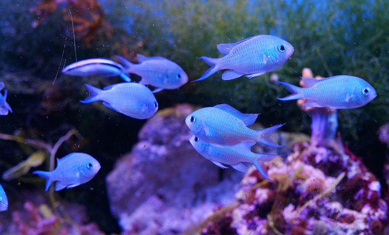 Los peces también usan vocalizaciones para comunicarse