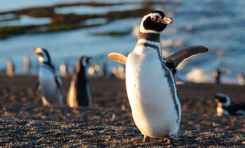 Chubut: encuentran pingüinos muertos con signos de ahorcamiento 