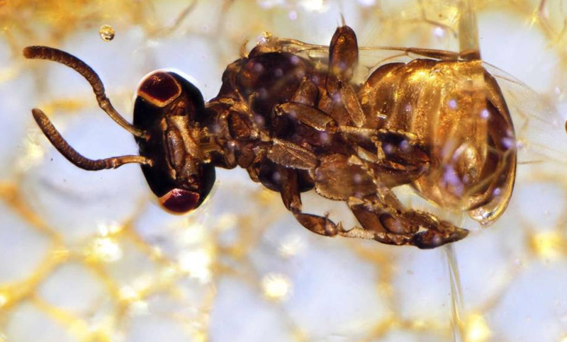 Descubren nuevos ejemplares ya extintos de abejas fosilizadas en un árbol