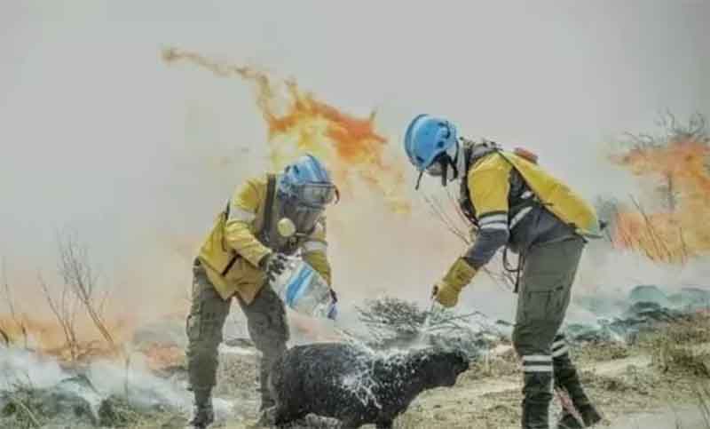 Incendios en Corrientes: alerta por animales sueltos en la ruta