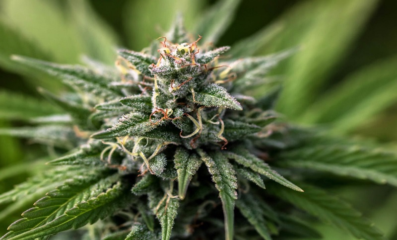 Colombia autorizó el uso industrial de cannabis para alimentos, bebidas y textiles