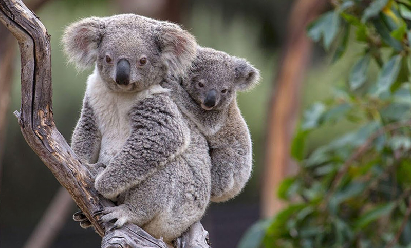 Los koalas australianos fueron declarados en peligro de extinción