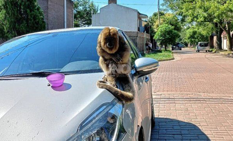 Un mono se escapó de una reserva y apareció por las calles de Santa Fe