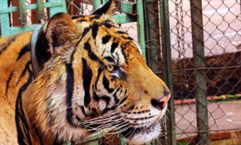 Cuatro tigres de bengala que fueron abandonados en un tren en San Luis serán trasladados a Sudáfrica