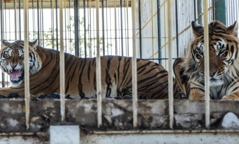 Cuatro tigres abandonados por 15 años en un vagón de un tren en San Luis serán llevados a Sudáfrica