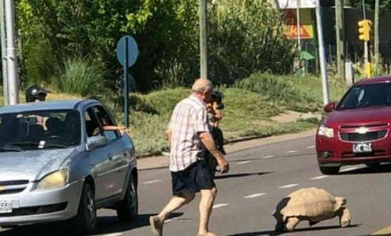 En plena calle: rescataron una tortuga de 65 kilos en San Rafael