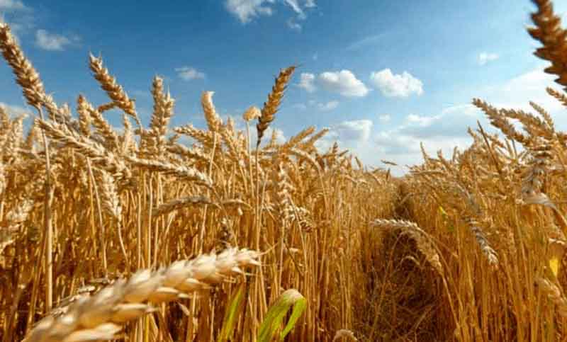 Productores santafesinos ante la posibilidad de interrumpir ciclo del trigo por falta de lluvias