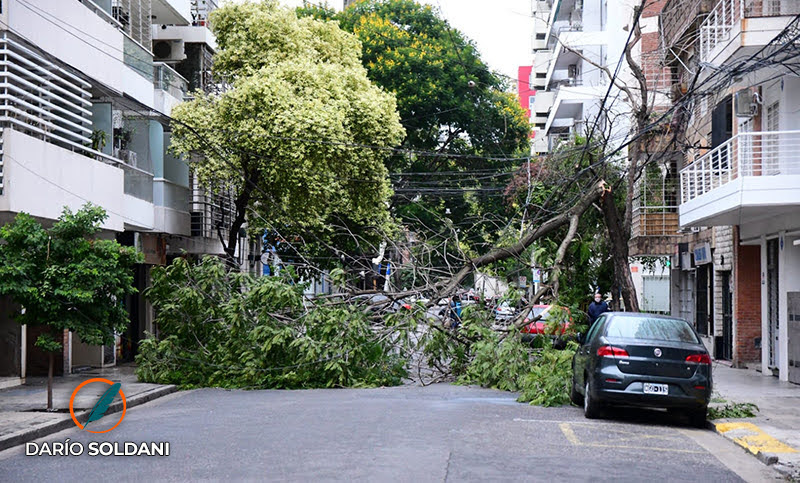 Los fuertes vientos dejaron 400 árboles afectados e inconvenientes en el servicio eléctrico