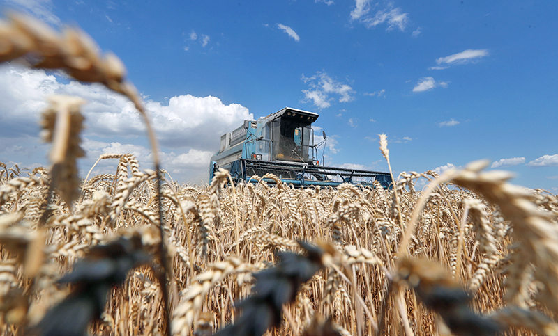 Ucrania analiza la posibilidad de retomar sus exportaciones de trigo en abril