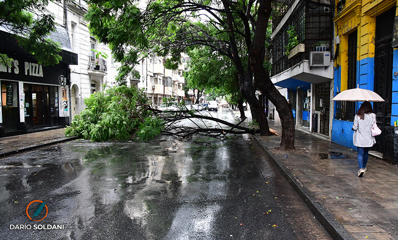 Consecuencias de la intensa lluvia: calles anegadas, árboles caídos y tránsito complicado