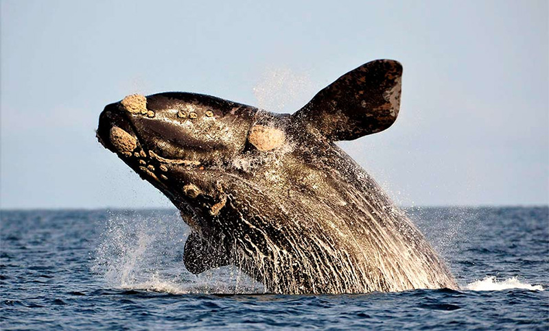 Por primera vez se registró la migración de una ballena en dos estadios diferentes: con cría y sola