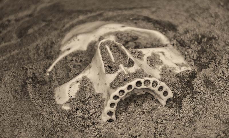Cráneo de 5.000 años muestra la cirugía de oído más antigua